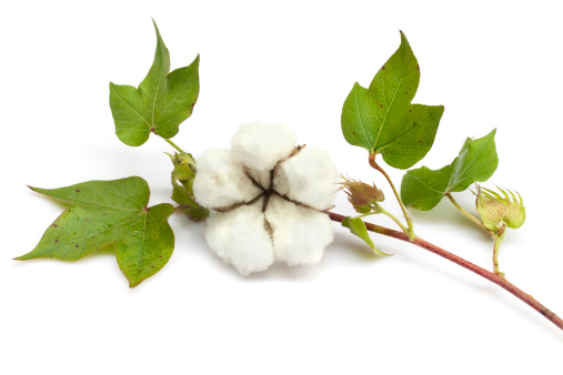 huile de coton savon