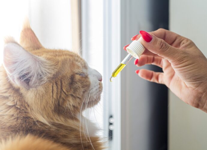 Curiosités du CBD pour animaux