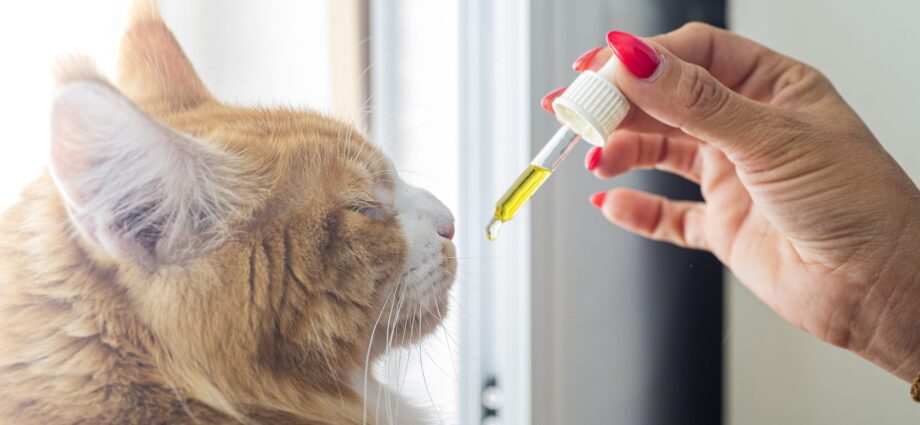 Curiosités du CBD pour animaux